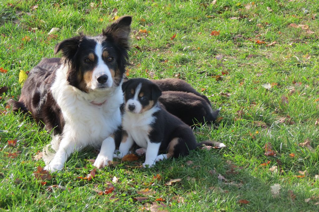 Kyalito's - Border Collie - Portée née le 20/10/2023