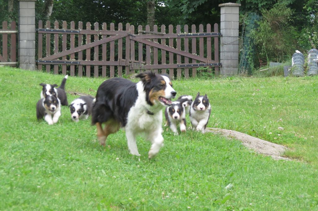 Kyalito's - Border Collie - Portée née le 01/05/2018