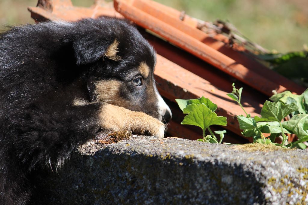 CHIOT
