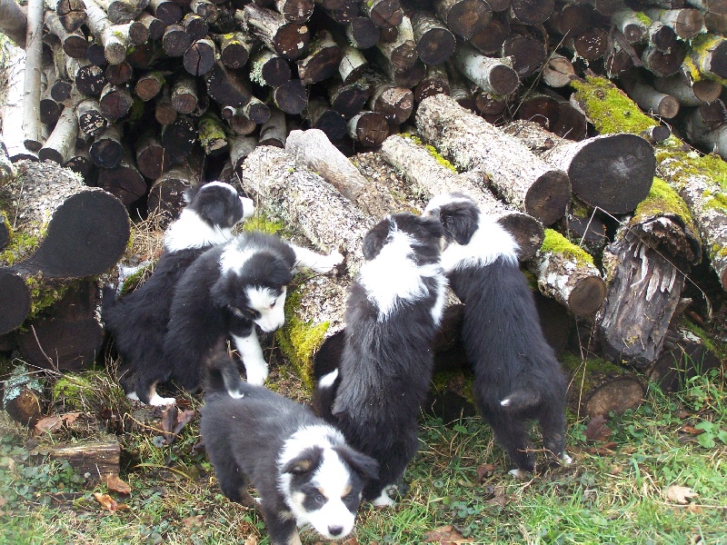 Kyalito's - Border Collie - Portée née le 12/12/2012